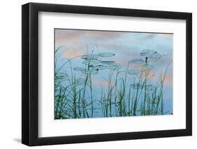 Water Lilies and Clouds, Lone Jack Pond, Northern Forest, Maine-Jerry & Marcy Monkman-Framed Photographic Print