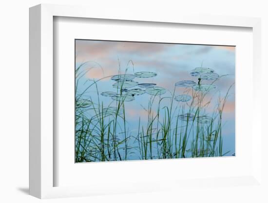 Water Lilies and Clouds, Lone Jack Pond, Northern Forest, Maine-Jerry & Marcy Monkman-Framed Photographic Print