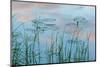 Water Lilies and Clouds, Lone Jack Pond, Northern Forest, Maine-Jerry & Marcy Monkman-Mounted Photographic Print