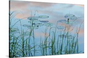 Water Lilies and Clouds, Lone Jack Pond, Northern Forest, Maine-Jerry & Marcy Monkman-Stretched Canvas