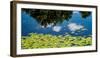 Water Lilies and Reflection-David W^ Pollard-Framed Photographic Print