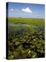 Water Lilies and Sawgrass in the Florida Everglades, Florida, USA-David R. Frazier-Stretched Canvas