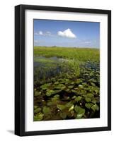 Water Lilies and Sawgrass in the Florida Everglades, Florida, USA-David R. Frazier-Framed Photographic Print