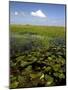 Water Lilies and Sawgrass in the Florida Everglades, Florida, USA-David R. Frazier-Mounted Photographic Print