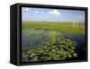 Water Lilies and Sawgrass in the Florida Everglades, Florida, USA-David R. Frazier-Framed Stretched Canvas