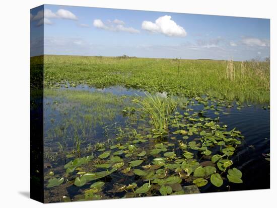 Water Lilies and Sawgrass in the Florida Everglades, Florida, USA-David R. Frazier-Stretched Canvas