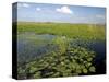 Water Lilies and Sawgrass in the Florida Everglades, Florida, USA-David R. Frazier-Stretched Canvas