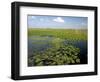 Water Lilies and Sawgrass in the Florida Everglades, Florida, USA-David R. Frazier-Framed Photographic Print