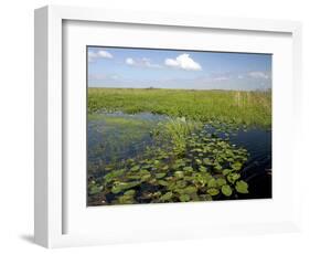 Water Lilies and Sawgrass in the Florida Everglades, Florida, USA-David R. Frazier-Framed Photographic Print