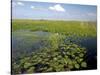 Water Lilies and Sawgrass in the Florida Everglades, Florida, USA-David R. Frazier-Stretched Canvas