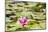 Water lilies blooming and lily pads in a pond.-Tom Haseltine-Mounted Photographic Print