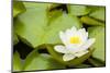 Water lilies blooming and lily pads in a pond.-Tom Haseltine-Mounted Photographic Print