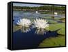 Water Lilies, Caddo Lake, Texas, USA-Larry Ditto-Framed Stretched Canvas