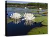 Water Lilies, Caddo Lake, Texas, USA-Larry Ditto-Stretched Canvas