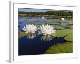 Water Lilies, Caddo Lake, Texas, USA-Larry Ditto-Framed Photographic Print