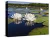 Water Lilies, Caddo Lake, Texas, USA-Larry Ditto-Stretched Canvas