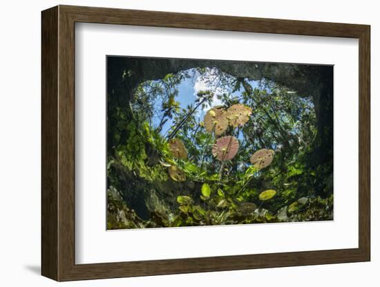 Water lilies, Cenote Nicte-Ha, Yucatan Peninsula, Mexico-Franco Banfi-Framed Photographic Print