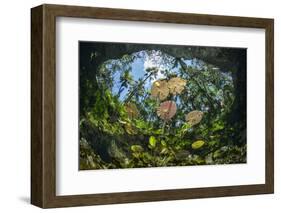 Water lilies, Cenote Nicte-Ha, Yucatan Peninsula, Mexico-Franco Banfi-Framed Photographic Print