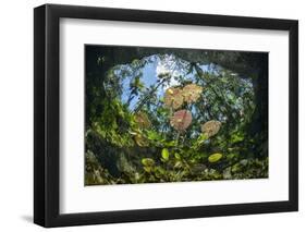 Water lilies, Cenote Nicte-Ha, Yucatan Peninsula, Mexico-Franco Banfi-Framed Photographic Print