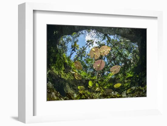 Water lilies, Cenote Nicte-Ha, Yucatan Peninsula, Mexico-Franco Banfi-Framed Photographic Print