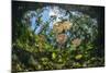 Water lilies, Cenote Nicte-Ha, Yucatan Peninsula, Mexico-Franco Banfi-Mounted Photographic Print