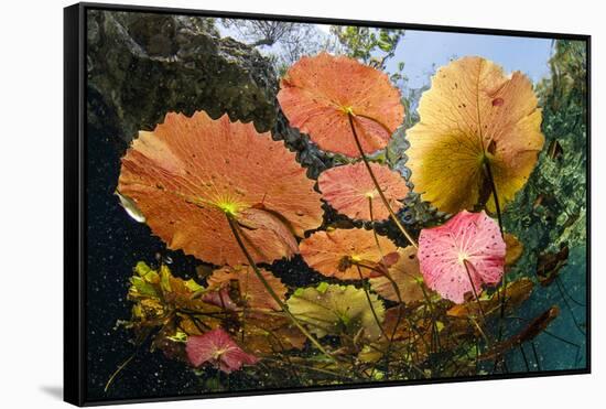 Water lilies, Cenote Nicte-Ha, Yucatan Peninsula, Mexico-Franco Banfi-Framed Stretched Canvas