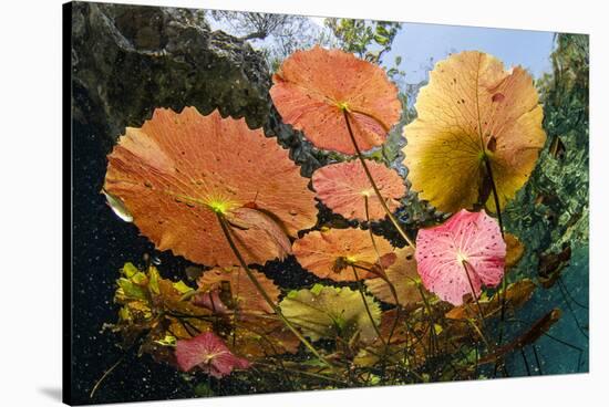 Water lilies, Cenote Nicte-Ha, Yucatan Peninsula, Mexico-Franco Banfi-Stretched Canvas