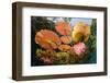 Water lilies, Cenote Nicte-Ha, Yucatan Peninsula, Mexico-Franco Banfi-Framed Photographic Print