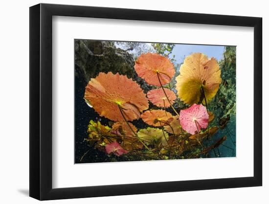 Water lilies, Cenote Nicte-Ha, Yucatan Peninsula, Mexico-Franco Banfi-Framed Photographic Print