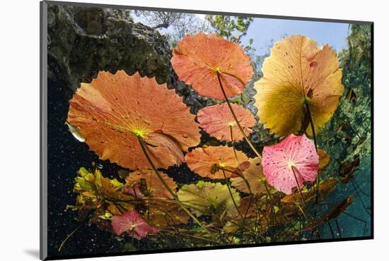 Water lilies, Cenote Nicte-Ha, Yucatan Peninsula, Mexico-Franco Banfi-Mounted Photographic Print