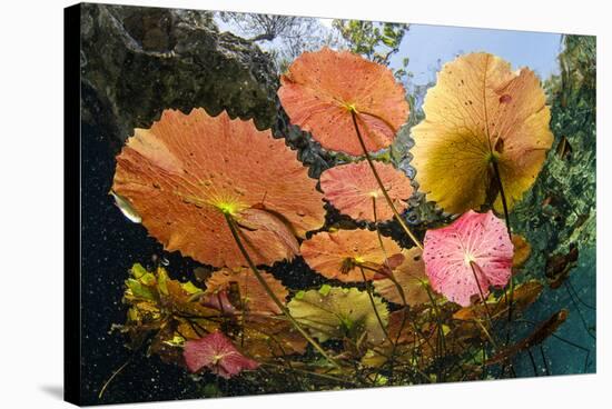 Water lilies, Cenote Nicte-Ha, Yucatan Peninsula, Mexico-Franco Banfi-Stretched Canvas