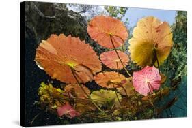 Water lilies, Cenote Nicte-Ha, Yucatan Peninsula, Mexico-Franco Banfi-Stretched Canvas