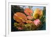 Water lilies, Cenote Nicte-Ha, Yucatan Peninsula, Mexico-Franco Banfi-Framed Photographic Print