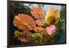 Water lilies, Cenote Nicte-Ha, Yucatan Peninsula, Mexico-Franco Banfi-Framed Photographic Print