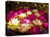 Water Lilies Flowers-tanaonte-Stretched Canvas