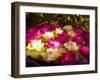 Water Lilies Flowers-tanaonte-Framed Photographic Print