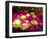 Water Lilies Flowers-tanaonte-Framed Photographic Print