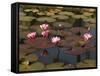 Water Lilies, Goa, India-R H Productions-Framed Stretched Canvas