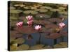 Water Lilies, Goa, India-R H Productions-Stretched Canvas