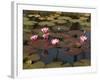 Water Lilies, Goa, India-R H Productions-Framed Photographic Print