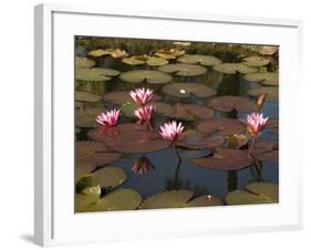 Water Lilies, Goa, India-R H Productions-Framed Photographic Print