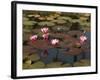 Water Lilies, Goa, India-R H Productions-Framed Photographic Print