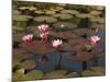 Water Lilies, Goa, India-R H Productions-Mounted Photographic Print