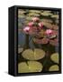 Water Lilies, Goa, India-R H Productions-Framed Stretched Canvas