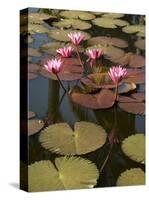 Water Lilies, Goa, India-R H Productions-Stretched Canvas