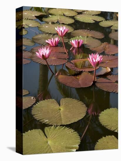 Water Lilies, Goa, India-R H Productions-Stretched Canvas