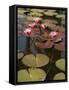 Water Lilies, Goa, India-R H Productions-Framed Stretched Canvas