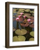 Water Lilies, Goa, India-R H Productions-Framed Photographic Print