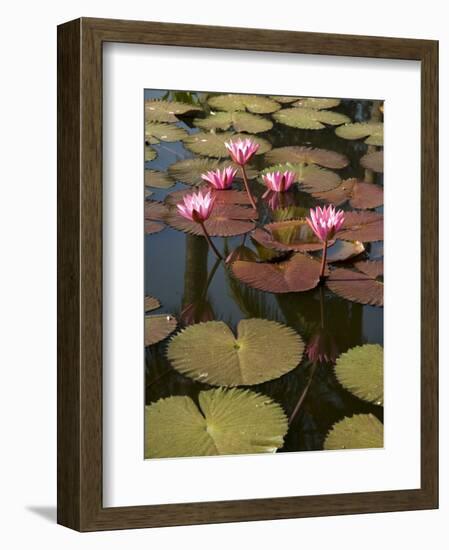 Water Lilies, Goa, India-R H Productions-Framed Photographic Print