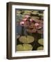 Water Lilies, Goa, India-R H Productions-Framed Photographic Print